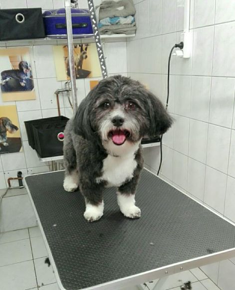 artur_havanese_0805.jpg